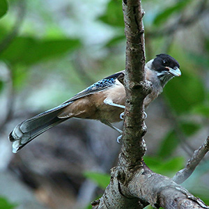 Black-headed Jay